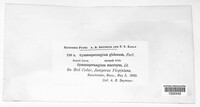 Gymnosporangium globosum image
